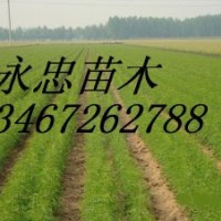 營養袋油松 1-3年油松 油松價格