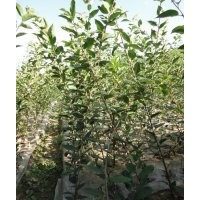 供應(yīng)紅楓、雞爪槭、櫻花、垂絲海棠、西府海棠等小苗