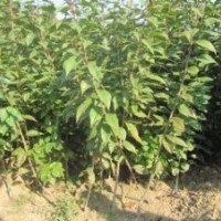 櫻花小苗、絢麗冬紅海棠、碧桃小苗、流蘇、青皮柳、側(cè)柏
