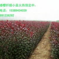 供應紫葉矮苗、一年生紫葉矮櫻小苗、周至紫葉矮