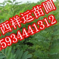 五角楓 國槐苗 側柏 華山松 白皮松 核桃苗