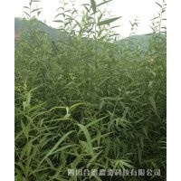 大量供應竹柳扦插苗，快繁苗，工程苗
