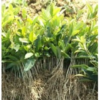 桂滿園]供應1年丹桂花苗，桂花樹苗