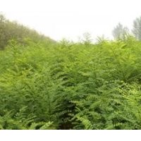 國槐 白蠟 五角楓 欒樹小苗。