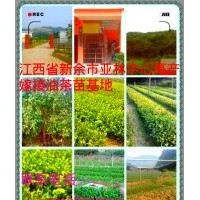 江西省新余市亞林中心高產嫁接油茶苗出售