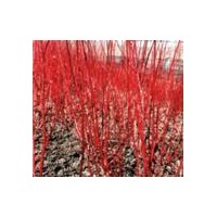低價處理【連翹、金銀木、黃刺梅、紅瑞木、丁香】——產(chǎn)地信息2