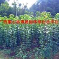 蒙山縣博展園林1-3米秋楓樹(shù)
