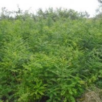 大量供應(yīng)國(guó)槐苗、刺槐苗、紫穗槐