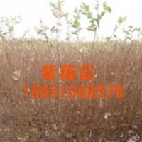 供應：紫葉李苗、櫻花苗、西府海棠苗、紫薇苗