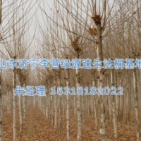 法桐市場|對節白蠟-濟寧綠源苗圃