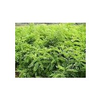 供應(yīng)山西刺槐苗，刺槐樹，小刺槐苗