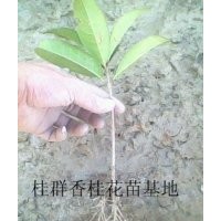 湖北桂花苗批發，桂花苗銷售