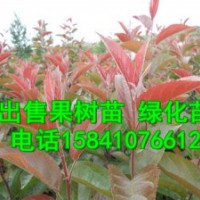 批發京桃苗，紅瑞木，白榆苗，糖槭苗