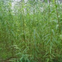 供應一年生竹柳