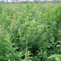 石榴苗、泰山紅石榴苗