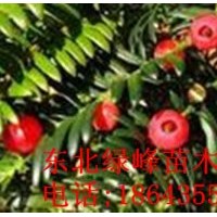東北紅豆杉苗，紅豆杉苗，紅豆杉種子，紅豆杉苗價格，吉林紅豆杉