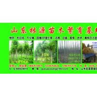 毛白楊，國(guó)槐，椿樹(shù)，107，法桐，榆樹(shù)