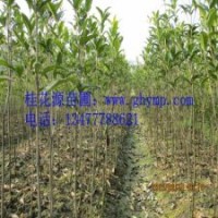 苗圃桂花樹苗批發100-120CM金桂、銀桂、八月桂300珠包郵