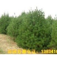 供應山西絳縣白皮松，容器袋白皮松，白皮松種子，白皮松占地苗