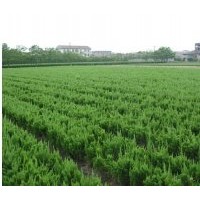 沭陽(yáng)小龍柏價(jià)格 龍柏小苗直銷
