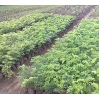 供應海南黃花梨 35到50cm高