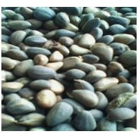 供應(yīng)白皮松籽、油松籽、華山松籽、黑松籽、