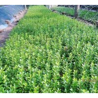 江蘇沭陽永康苗業批發供應瓜子黃楊小苗 床苗 量大 物美價廉
