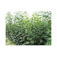 供應核桃苗 國槐苗 皂角苗 山桃苗