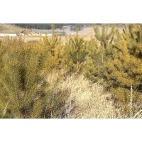 出售定植樟子松，80-1.2米，30萬棵.1.2-1.5米， 20萬棵