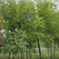 供應刺槐樹 白榆 松樹