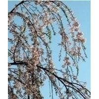 櫻花，綠化苗木