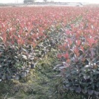 紅葉石楠、桂花