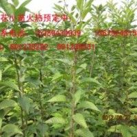 供應櫻花苗、兩年生櫻花苗、1.5米定植櫻花苗
