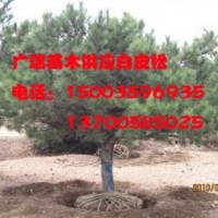 供應白皮松小苗，白皮松樹，白皮松小苗山西，白皮松樹產地