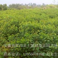 安徽肥西大量供應烏桕 紅葉李 三角楓 紅葉石楠 中華石楠 紫薇 香