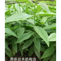 臘梅苗蠟梅苗臘梅花小苗臘梅樹苗寒梅苗苗木批發