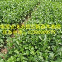 供應光皮樺苗