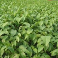 山西核桃苗種植園 山西核桃價格批發