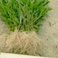 大量供應竹柳，竹柳3號，美國竹柳，速生竹柳