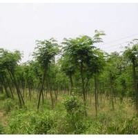 供應合歡苗 合歡小苗 合歡樹苗 山西合歡苗價格