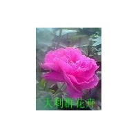 供應帶營養缽的大花薔薇