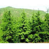 出售文冠果，紫葉李，白皮松 國槐苗 臭椿苗