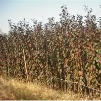 當年生小苗供應雞爪槭高七十公分以上，紅楓一米以上的，紅葉李，