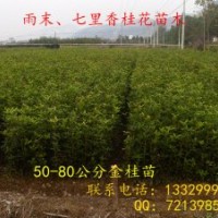 出售各種規格桂花樹 桂花苗