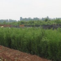 綠化苗 側柏苗
