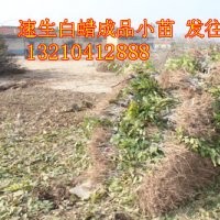 速生白蠟小苗、山東速生白蠟、惠民速生白蠟