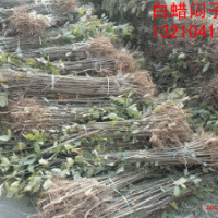 自家苗圃白蠟實(shí)生苗400萬,國槐實(shí)生苗100萬。速生白蠟半成品