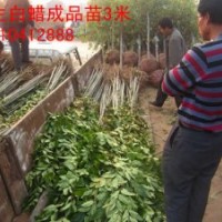 弘邦供應(yīng)2米高速生白蠟苗/速生白蠟苗價格