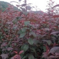 供應北美海棠 高原之火海棠 各種果樹苗