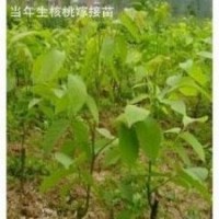 供應核桃苗，嫁接核桃苗